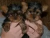 Photo №1. beaver yorkshire terrier - for sale in the city of Васа | Is free | Announcement № 127898