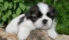 Photo №1. shih tzu - for sale in the city of Västeråsen | 473$ | Announcement № 11347