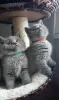 Photo №1. british shorthair - for sale in the city of Atlanta | 350$ | Announcement № 72049