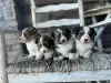 Photo №2 to announcement № 99278 for the sale of welsh corgi - buy in United States private announcement, breeder