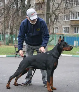 Photo №1. Mating service - breed: dobermann. Price - 150$