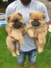 Photo №1. chow chow - for sale in the city of Karlsruhe | negotiated | Announcement № 32016