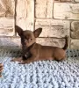 Additional photos: Puppy for sale chihuahua white-fawn-lilac