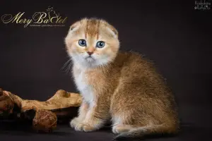 Photo №4. I will sell scottish fold in the city of Ryazan. from nursery - price - 410$