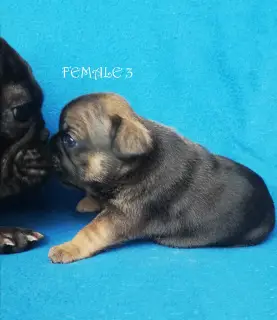 Additional photos: French Bulldog Puppies