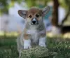 Photo №1. welsh corgi - for sale in the city of Москва | 591$ | Announcement № 11635