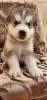 Photo №4. I will sell alaskan malamute in the city of Kherson. breeder - price - 110$