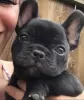 Photo №1. french bulldog - for sale in the city of Magdeburg | 370$ | Announcement № 113083