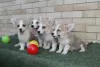 Additional photos: Welsh Corgi Pembroke puppies