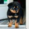 Photo №1. rottweiler - for sale in the city of Berlin | Is free | Announcement № 126357