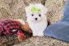 Photo №1. maltese dog, maltipu - for sale in the city of Paris | Is free | Announcement № 36786