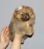 Photo №2 to announcement № 126813 for the sale of pomeranian - buy in Georgia private announcement, from nursery, breeder