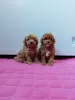 Photo №2 to announcement № 39422 for the sale of poodle (toy) - buy in Russian Federation private announcement