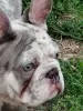 Additional photos: French bulldog puppies