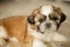 Photo №4. I will sell shih tzu in the city of Kiev.  - price - negotiated