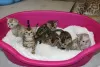 Photo №3. 2 Healthy Bengal kittens for Adoption now. Poland