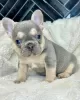 Photo №1. french bulldog - for sale in the city of Vigo | 423$ | Announcement № 126706