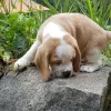 Photo №2 to announcement № 127386 for the sale of beagle - buy in Germany private announcement