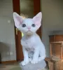 Additional photos: Devon Rex Kittens