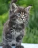 Photo №1. maine coon - for sale in the city of Aarschot | Is free | Announcement № 128948