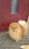 Photo №4. I will sell pomeranian in the city of Baranovichi.  - price - 600$