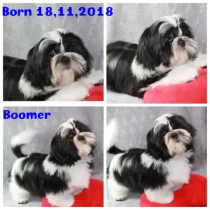 Photo №1. shih tzu - for sale in the city of Kohtla-Järve | 562$ | Announcement № 1350