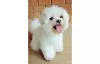 Photo №2 to announcement № 11559 for the sale of maltese dog - buy in United States private announcement