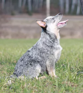 Photo №3. Australian Healer Puppies. Belarus