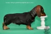 Photo №1. dachshund - for sale in the city of Москва | 1500$ | Announcement № 94391