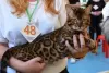 Additional photos: Bengal kittens