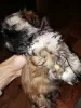 Photo №4. I will sell shih tzu in the city of Riga. private announcement, breeder - price - 520$