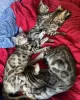 Photo №3. Bengal Kittens for Adoption. Australia