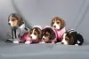 Photo №4. I will sell beagle in the city of Alabama Shores. private announcement - price - 423$