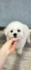 Photo №1. bichon frise - for sale in the city of Gomel | 440$ | Announcement № 33537