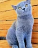 Photo №4. I will sell british shorthair in the city of Berlin. from nursery, breeder - price - 317$