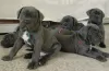 Additional photos: Cane Corso Puppies RECOMMENDATION