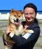 Additional photos: Shiba Inu puppies with RKF pedigree