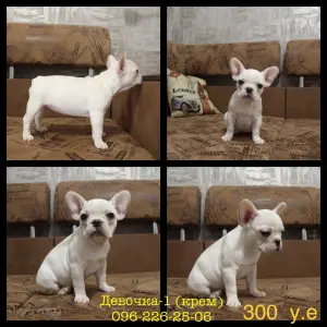 Photo №2 to announcement № 3551 for the sale of french bulldog - buy in Ukraine private announcement