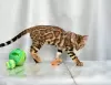 Photo №3. Bengal kittens large cat. Belarus