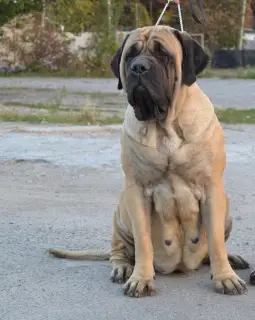 Additional photos: English Mastiff Puppies