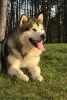 Additional photos: Alaskan Malamute puppies