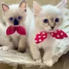 Photo №3. Beautiful pure bread ragdoll kittens ready. Germany