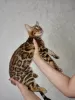 Photo №1. bengal cat - for sale in the city of Minsk | 1200$ | Announcement № 11256