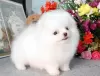 Photo №2 to announcement № 125754 for the sale of pomeranian - buy in Canada 