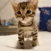 Photo №2 to announcement № 9078 for the sale of bengal cat - buy in Belarus private announcement