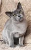 Photo №2 to announcement № 9447 for the sale of burmese cat - buy in Belarus from nursery, breeder