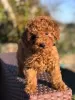 Photo №1. poodle (toy) - for sale in the city of Zürich | Is free | Announcement № 126100