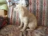 Photo №4. I will sell poodle (dwarf) in the city of Azov. private announcement - price - 391$