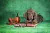 Photo №2 to announcement № 83994 for the sale of dachshund - buy in Russian Federation from nursery