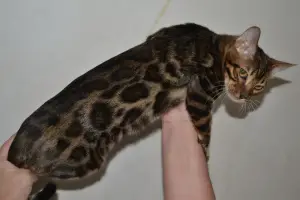 Photo №3. Bengal cat. Ukraine